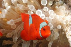Macro- 60mm two sea&sea 300 by Carl Gennaro 